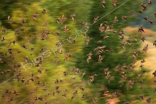 Biosphoto | 1495140 | Flock of migrating Starlngs (Sturnidae) in flight | &copy; Juergen Mueller / imageBROKER / Biosphoto