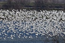 Biosphoto | 1509180 | Flock of Pied avocets (Recurvirostra avosetta) | &copy; Michael Maehrlein / imageBROKER / Biosphoto