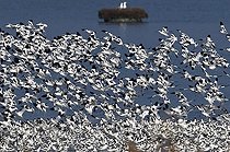 Biosphoto | 1513929 | Flock of Pied avocets (Recurvirostra avosetta) | &copy; Michael Maehrlein / imageBROKER / Biosphoto