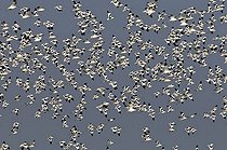 Biosphoto | 1524491 | Flock of Pied avocets (Recurvirostra avosetta) | &copy; Michael Maehrlein / imageBROKER / Biosphoto