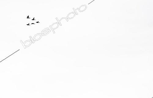 Biosphoto | 1984998 | Flock of Shovelers in flight in winter - GB | &copy; Frédéric Desmette / Biosphoto