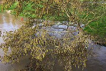 Biosphoto | 2575421 | Flooding in the countryside, the river Huisne overflows its banks, a hazelnut tree with its feet in the river water, Champagne, Sarthe, France | &copy; Michel Gile / Biosphoto