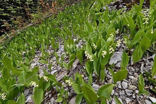Biosphoto | 2036503 | Floraison de Muguet en montagne - Alpes France ; Contient de la convallarine, substance proche de la digitaline et utilisée en médecine pour le traitement des troubles cardiaques. | &copy; Jean-Philippe Delobelle / Biosphoto