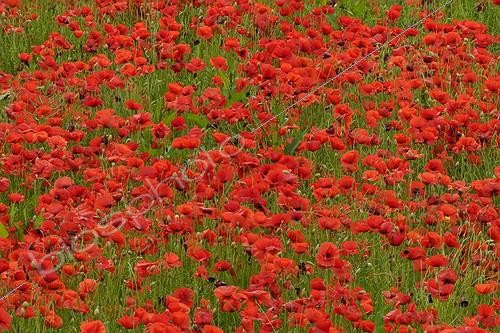 Biosphoto | 689897 | Floraison des Coquelicots au printemps Bugey France | &copy; Jean-Philippe Delobelle / Biosphoto
