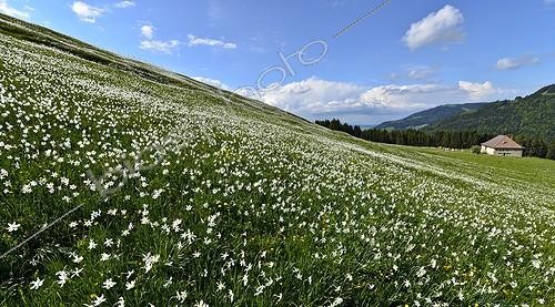 Biosphoto | 2036328 | Floraison massive de Narcisses sur les Pléiades - Suisse ; Le narcisse des poètes est utilisé en parfumerie. Il est ramassé pour cet usage à l'aide de râteaux spécifiques. Transformé sur place en une matière première brute (concrète), il est ensuite envoyé dans les parfumeries de Grasse où il servira de base à de nombreux parfums.<br>Autrefois très exploité dans la région de Montreux en Suisse, et dans le sud du Jura (Ain - Retord) | &copy; Jean-Philippe Delobelle / Biosphoto