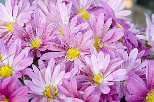 Biosphoto | 2143245 | Florist's daisy (Chrysanthemum x grandiflorum) 'Talbot Jo' flowers in autumn | &copy; Frédéric Didillon / Biosphoto