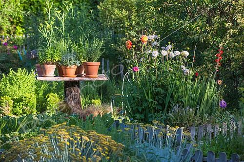 Biosphoto | 2084087 | Flower bed and herbs in pot displaying on a table made of a dead tree, Provence, France | &copy; Philippe Giraud / Biosgarden / Biosphoto