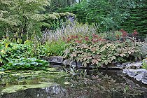 Biosphoto | 2583188 | Flower bed by a pond, Scotland, UK | &copy; Robin Fourré / Biosphoto
