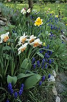 Biosphoto | 137158 | Flower bed in a garden | &copy; Teresa Kaufman / Biosphoto