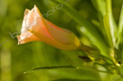 Biosphoto | 473994 | Flower hibiscus UAE | &copy; John S. Sutton / Green Eye / Biosphoto