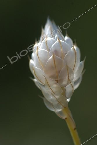 Biosphoto | 614286 | Flower of Cupid Dart France ; Location : Labeaume | &copy; Jean-Philippe Vantighem / Biosphoto