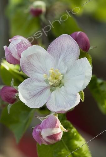 Biosphoto | 1361616 | Flower of 'Jonagold' apple tree in the spring in France | &copy; Philippe Giraud / Biosphoto