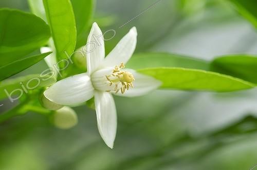 Biosphoto | 827125 | Flower of pummelo | &copy; Frédéric Didillon / Biosphoto