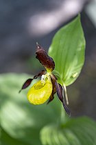 Biosphoto | 2588027 | Flower of the Sabot de Venus orchid (Cypripedium calceolus) in the Lautaret botanical garden, Villar-d'Arene, France. | &copy; Antoine Boureau / Biosphoto
