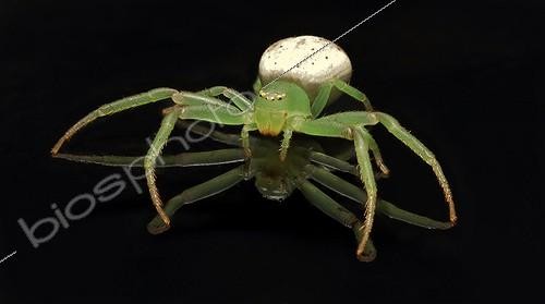 Biosphoto | 2047913 | Flower Spider and its reflection - NSW Australia ; on a glossy black glass table showing full underside reflections. | &copy; Adam Fletcher / Biosphoto