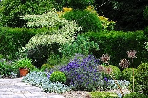 Biosphoto | 943713 | Flowered terrace and dogwood 'Variegata' in a garden | &copy; Frédéric Didillon / Biosphoto