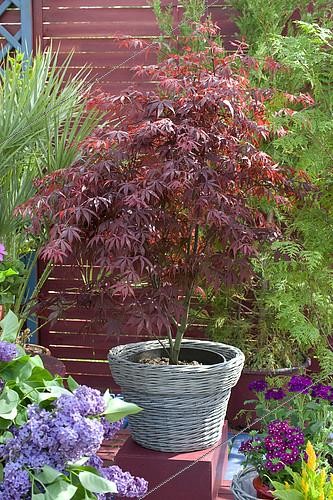 Biosphoto | 2142384 | Flowered terrace in spring: Japanese Maple (Acer palmatum) 'Atropurpureum' in pot | &copy; Frédéric Didillon / Biosphoto