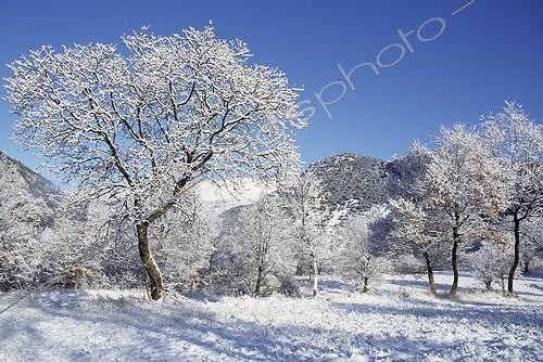 Biosphoto | 1539625 | Flowering ash in the Préalpes de Grasse in winter  France | &copy; Jean-Claude Malausa / Biosphoto