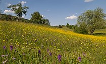 Biosphoto | 2462416 | Flowering meadow with Reed orchid (Dactylorhiza majalis), Corn buttercup (Ranunculus arvensis) and Field Scabiosa (Knautia arvensis), Vosges du Nord Regional Nature Park, France | &copy; Michel Rauch / Biosphoto