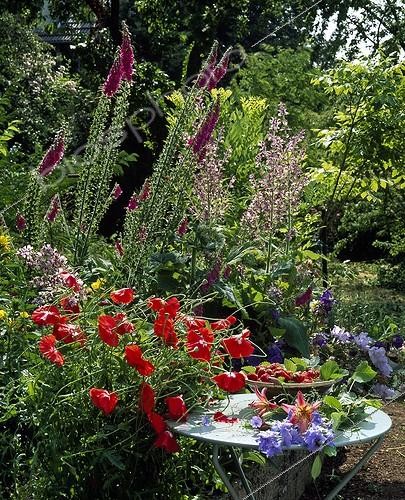 Biosphoto | 735122 | Flowers bouquet on a garden table | &copy; Gilles Le Scanff & Joëlle-Caroline Mayer / Biosphoto