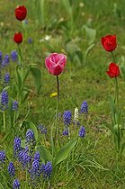 Biosphoto | 450573 | Flowers from Muscari and Tulipe in the grass | &copy; Xiaodisc / Green Eye / Biosphoto