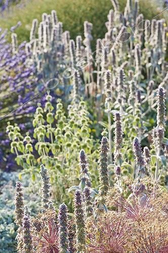 Biosphoto | 2034128 | Flowers in a mediterranean garden | &copy; Marc Chatelain / Biosphoto