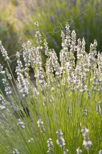 Biosphoto | 2034138 | Flowers in a mediterranean garden | &copy; Marc Chatelain / Biosphoto
