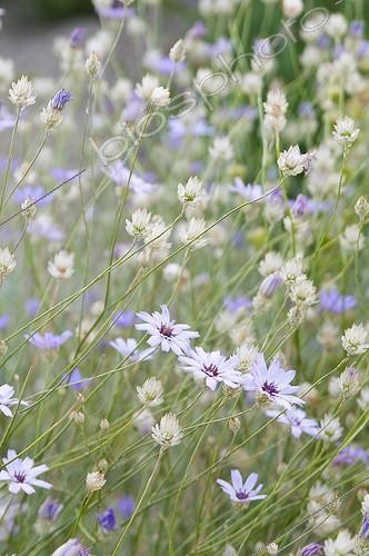 Biosphoto | 2034140 | Flowers in a mediterranean garden | &copy; Marc Chatelain / Biosphoto