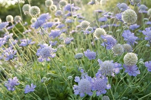 Biosphoto | 2034141 | Flowers in a mediterranean garden | &copy; Marc Chatelain / Biosphoto