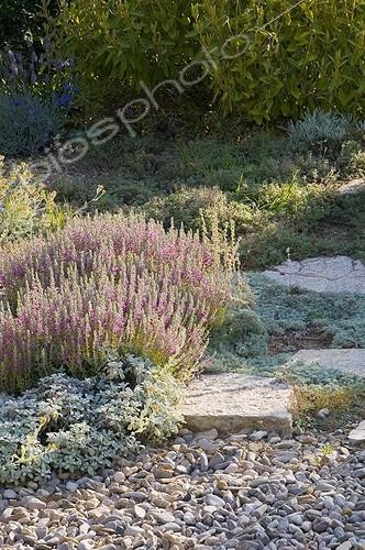 Biosphoto | 2034151 | Flowers in a mediterranean garden | &copy; Marc Chatelain / Biosphoto