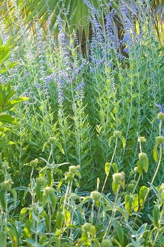 Biosphoto | 2034161 | Flowers in a mediterranean garden | &copy; Marc Chatelain / Biosphoto