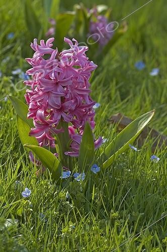 Biosphoto | 99935 | Flowers of Hyacinth “Pink Pearl” in a garden | &copy; Frédéric Didillon / Biosphoto