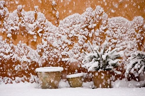 Biosphoto | 121897 | Flowers pots in front of a wall under snow | &copy; Michel Gunther / Biosphoto