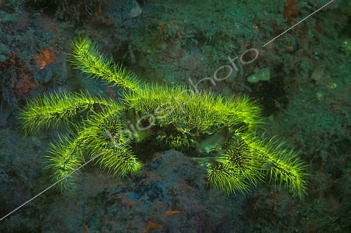 Biosphoto | 2157197 | Fluorescence d'un Pilumne hirsute (Pilumnus hirtellus), Piran, Slovénie | &copy; Borut Furlan / WaterFrame / Biosphoto