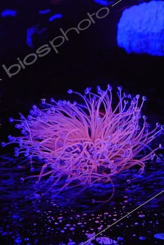 Biosphoto | 539536 | Fluorescent Tube Anemone in aquarium  | &copy; Yvette Tavernier / Biosphoto