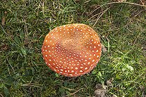 Biosphoto | 2546683 | Fly Agaric (Amanita muscaria), Alsace, France | &copy; Benoît Personnaz / Biosphoto
