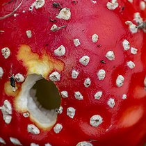 Biosphoto | 2546593 | Fly agaric (Amanita muscaria) cap nibbled by a slug, Cotes-d'Armor, France | &copy; Marie Aymerez / Biosphoto