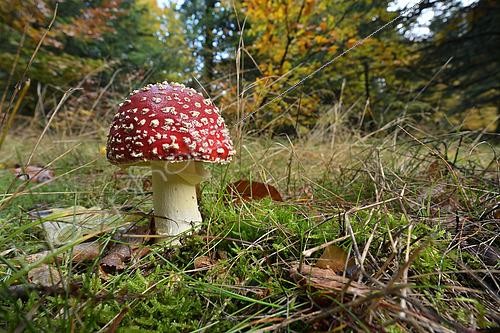 Biosphoto | 2571337 | Fly Agaric (Amanita muscaria) in forest moss, Massif du Caroux et de l'Espinou, Hérault, France | &copy; Thierry Le Quay / Biosphoto