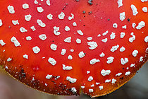 Biosphoto | 2609831 | Fly agaric (Amanita muscaria), psychotropic poison, Vosges, France | &copy; Stéphane Vitzthum / Biosphoto