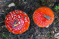 Biosphoto | 2609832 | Fly agaric (Amanita muscaria), psychotropic poison, Vosges, France | &copy; Stéphane Vitzthum / Biosphoto