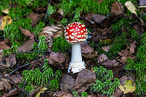 Biosphoto | 2609833 | Fly agaric (Amanita muscaria), psychotropic poison, Vosges, France | &copy; Stéphane Vitzthum / Biosphoto
