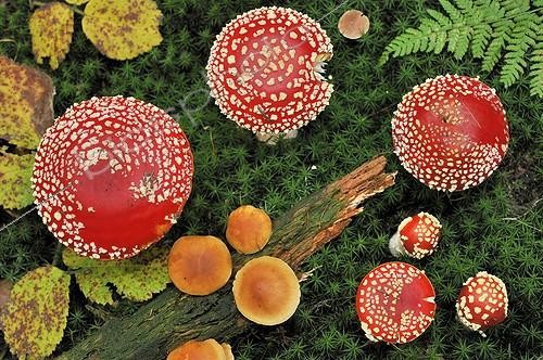 Biosphoto | 675840 | Fly Agaric Lorraine France | &copy; Michel Poinsignon / Biosphoto