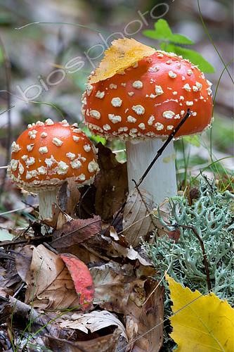 Biosphoto | 2393627 | Fly agarics (Amanita muscaria), Doller valley, Haut-Rhin, Alsace, France | &copy; Bruno Mathieu / Biosphoto