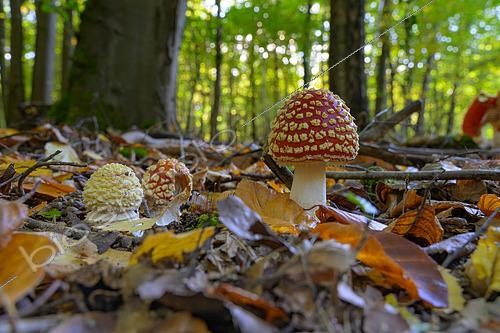 Biosphoto | 2612928 | Fly Amanita (Amanita muscaria), Lorraine, France | &copy; Régis Cavignaux / Biosphoto