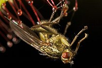 Biosphoto | 153453 | Fly glued to a Drosera's leaf | &copy; Thierry Van Baelinghem / Biosphoto