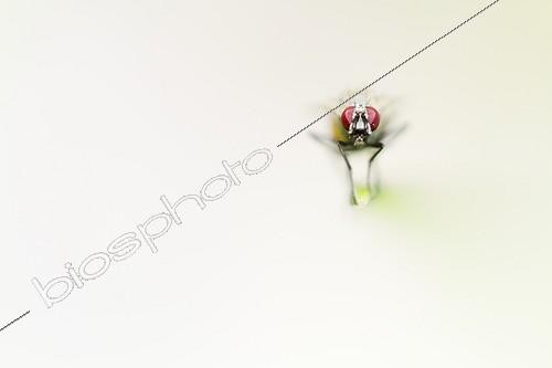 Biosphoto | 1987726 | Fly on a rod - Alsace France  | &copy; Benoît Personnaz / Biosphoto