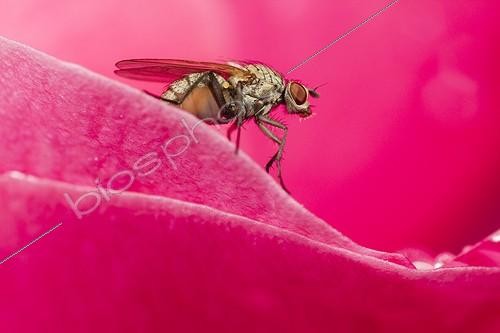 Biosphoto | 1987564 | Fly on a Rose - Provence France | &copy; Benoît Personnaz / Biosphoto