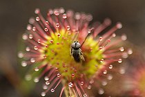 Biosphoto | 467733 | Fly trapped by a Roundleaf sundew France | &copy; Sébastien Herent / Biosphoto
