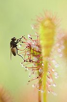 Biosphoto | 1938662 | Fly trapped by an Oblong-leaved Sundew - Spain | &copy; Marcos Veiga / Visual and Written - Photo Collection / Biosphoto