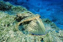 Biosphoto | 745123 | Flying gurnard, Kas, Lycia Region, Mediterranean Sea, Turkey | &copy; Franco Banfi / WaterFrame / Biosphoto